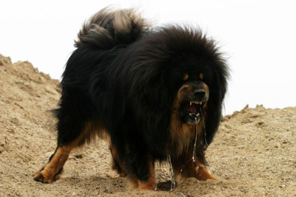 Tibetan Mastiff - Dogs we need to know