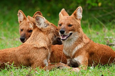 dhole wild dog animals animal pack endangered dogs dholes species family forest life live packs india wildlife indian walkthewilderness mammals