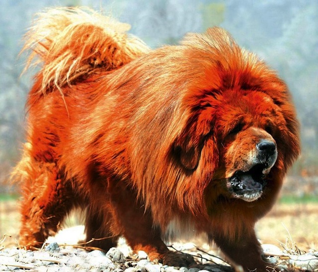 red tibetan mastiff for sale