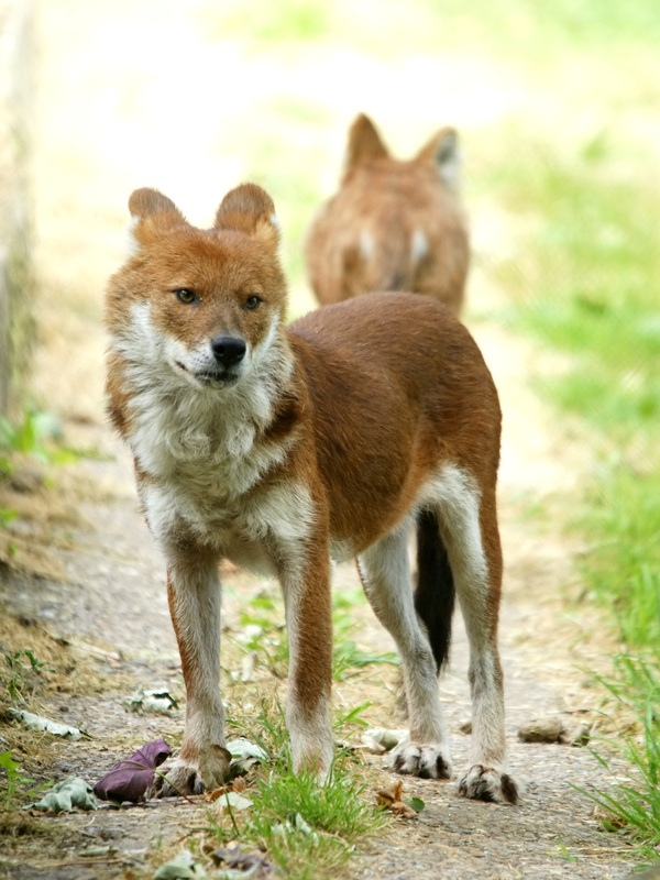 Dhole - Dogs we need to know